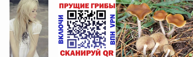 mega маркетплейс  Первоуральск  Псилоцибиновые грибы Cubensis 